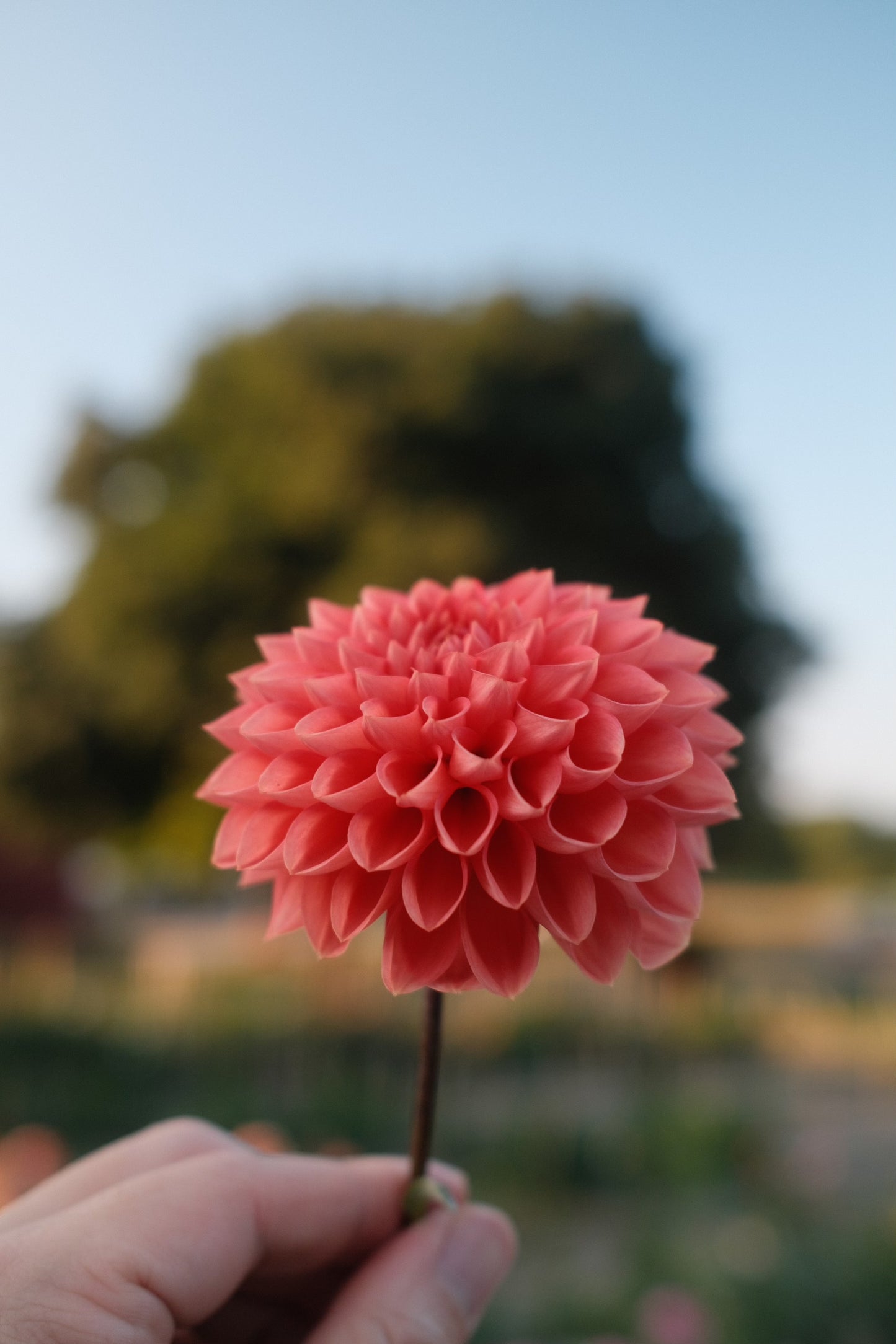 Tempest Dahlia Tuber