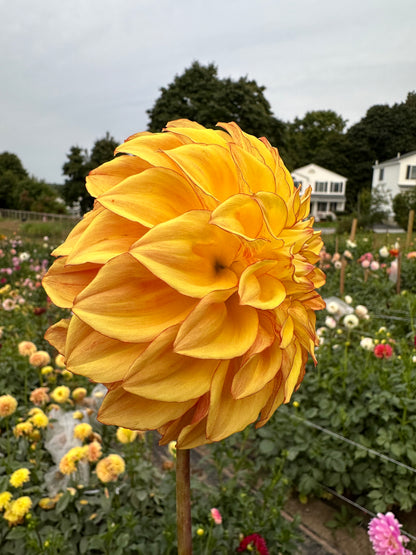 Bloomquist Globe Dahlia Tuber