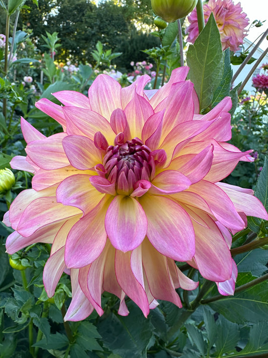AC Twisp Dahlia Tuber