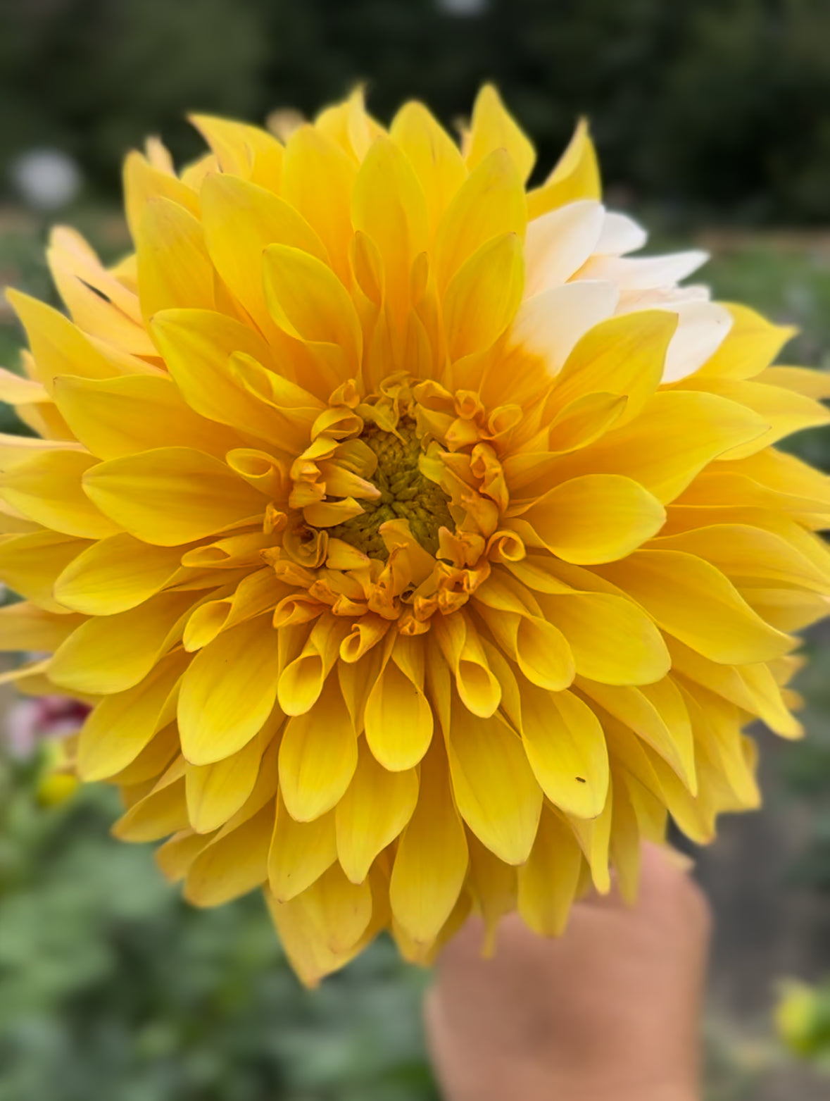 Mr. Bojangles Dahlia Tuber