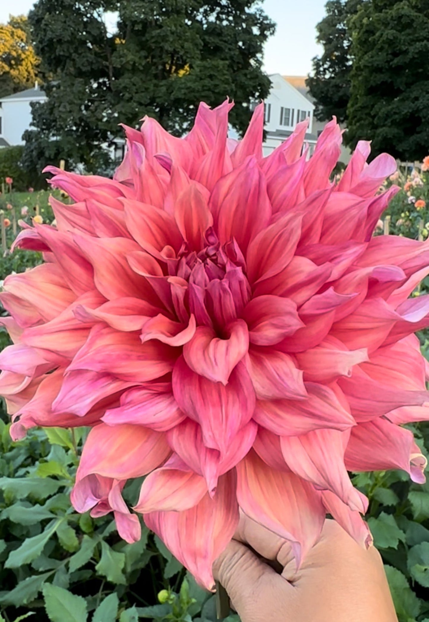 Belle of Barmera Dahlia Tuber