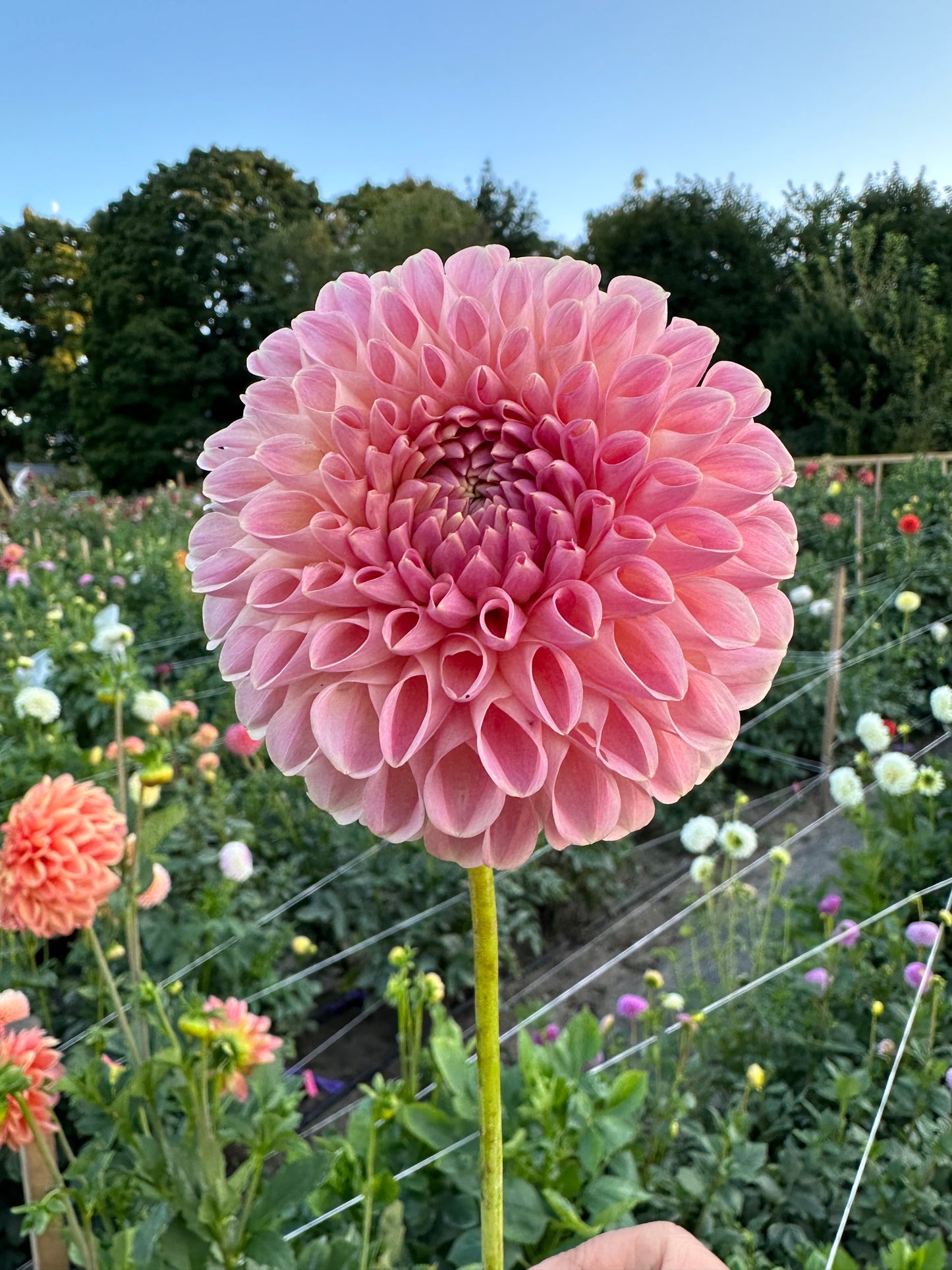 Clearview Peachy - Bulk - 10 Dahlia Tubers
