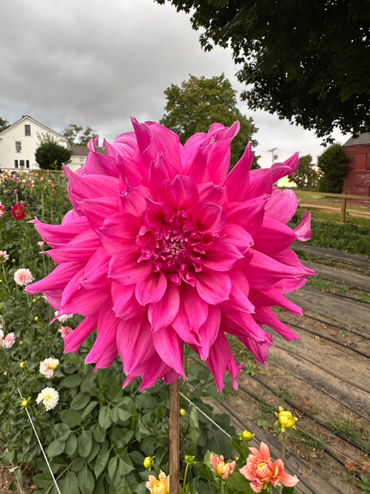 Elsie Huston - Bulk - 10 Dahlia Tubers