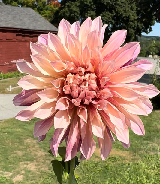 Cafe de Paris Dahlia Tuber