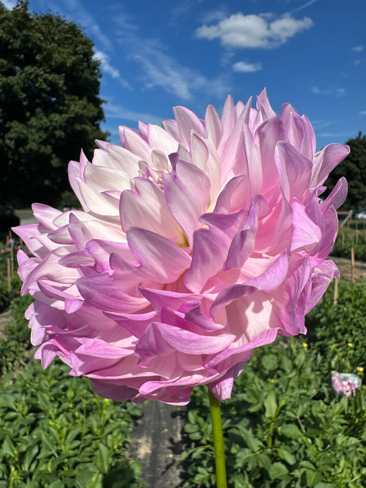 Mikayla Miranda - Bulk - 10 Dahlia Tubers