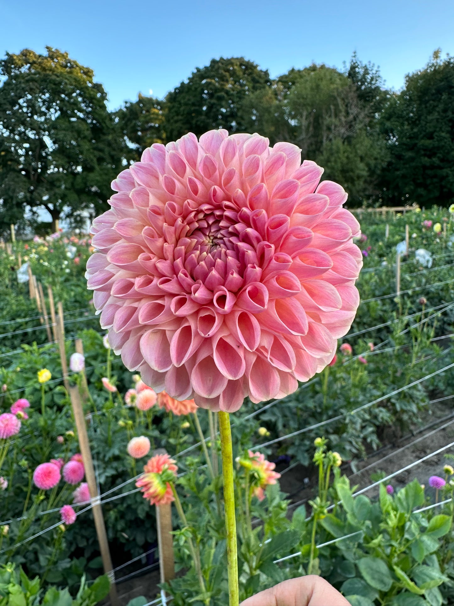 Clearview Peachy - Bulk - 10 Dahlia Tubers