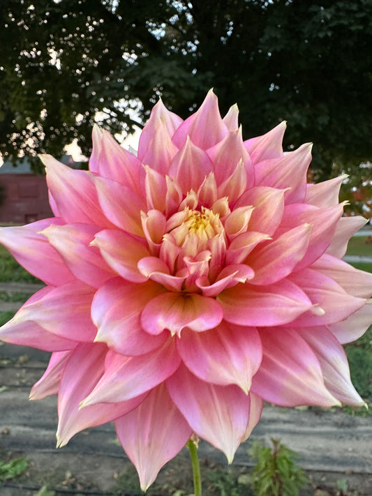 Fairytale Dahlia Tuber