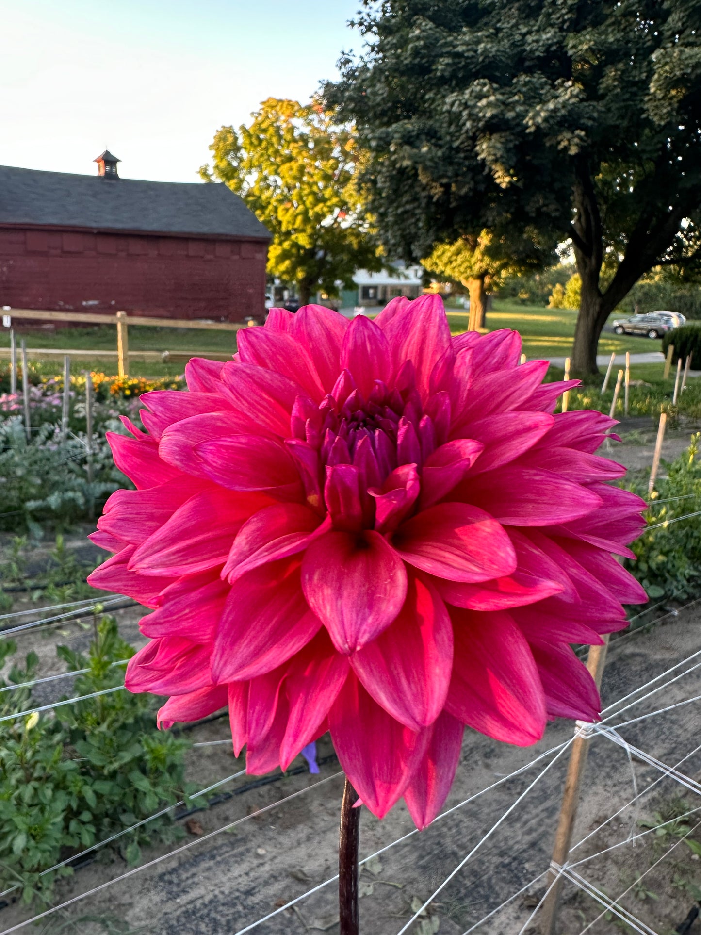 Feline Yvonne Dahlia Tuber