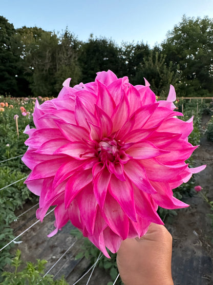 Colorado Classic Dahlia Tuber