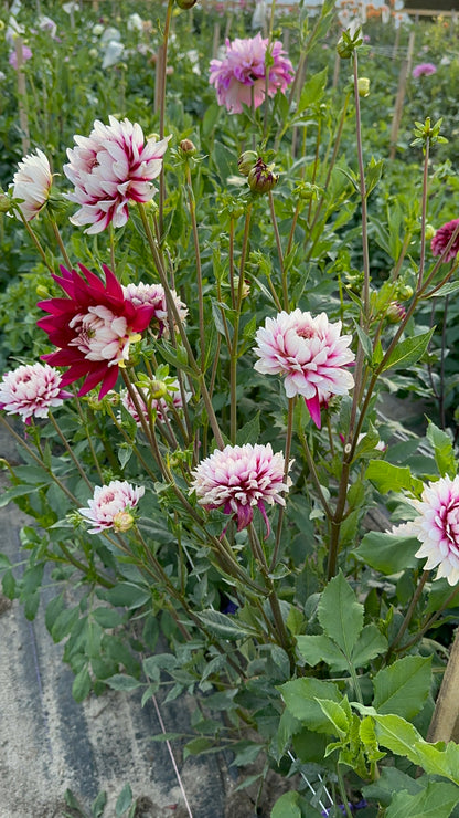 Rebecca’s World Dahlia Tuber