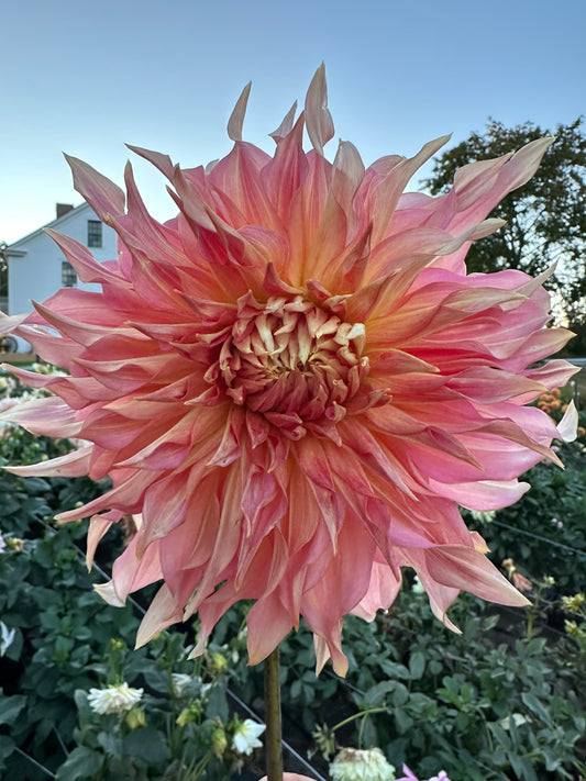 Penhill Watermelon - Bulk - 10 Dahlia Tubers