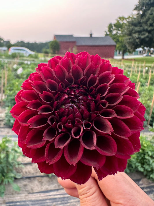 Ferncliff Ebony Dahlia Tuber