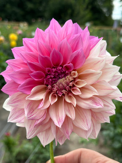 Cafe Au Lait Twist Dahlia Tuber