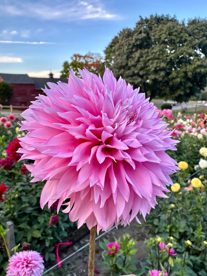 Hollyhill Pinkie Dahlia Tuber