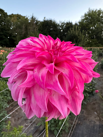 Colorado Classic Dahlia Tuber