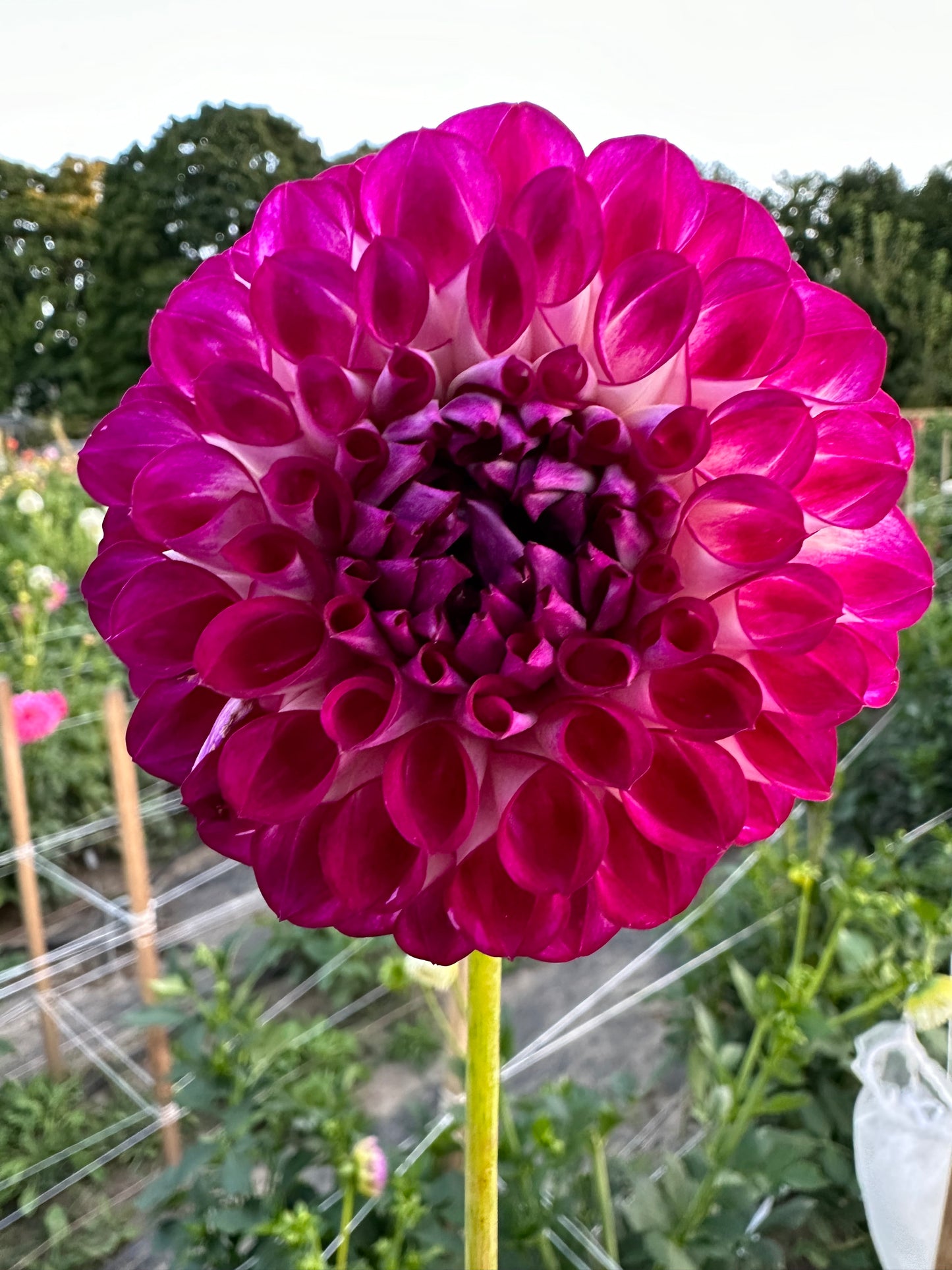 AC Devin Dahlia Tuber