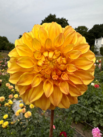 Bloomquist Globe Dahlia Tuber