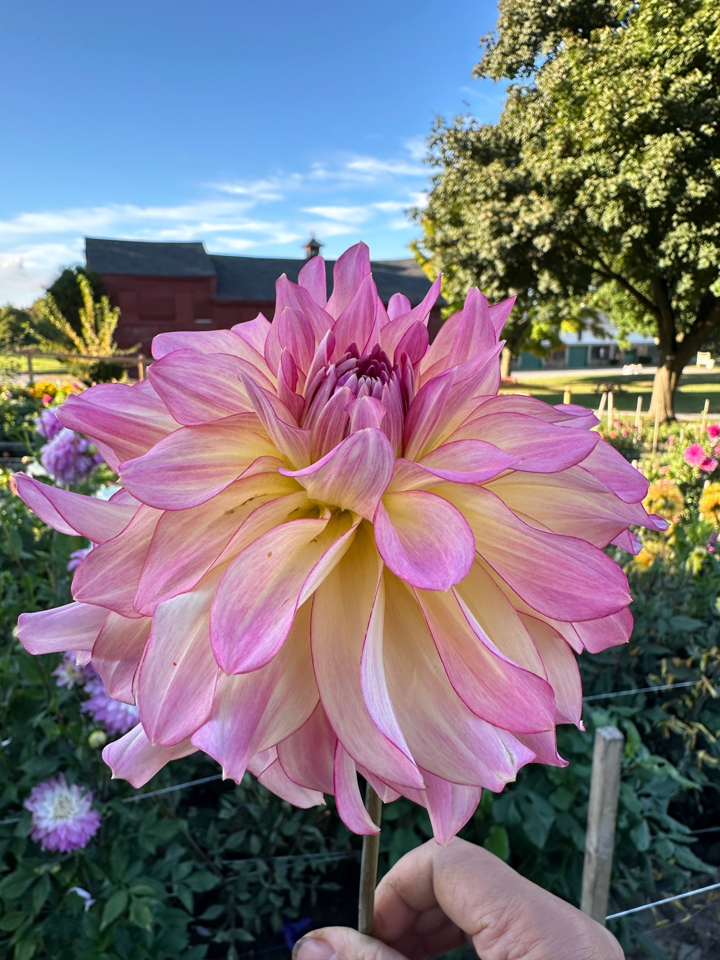 AC Twisp Dahlia Tuber