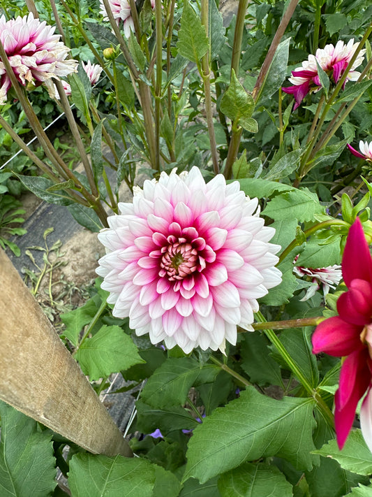 Rebecca’s World Dahlia Tuber