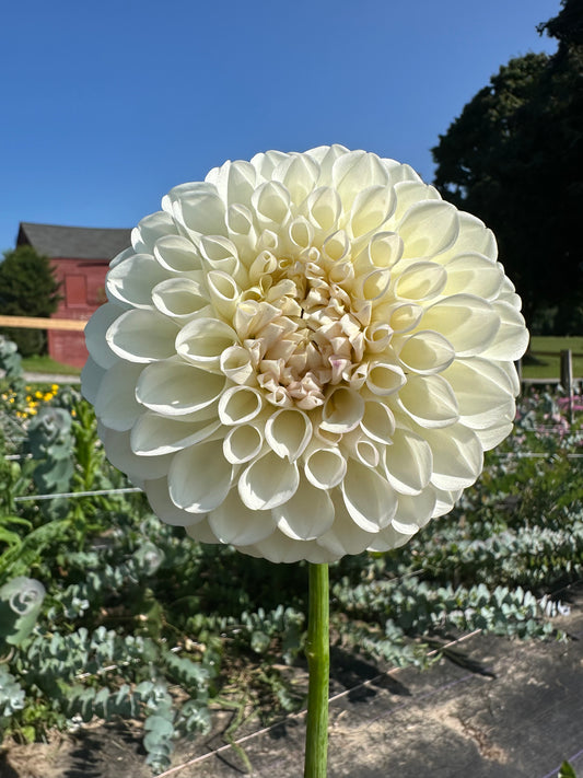 Boom Boom White - Bulk - 10 Dahlia Tubers