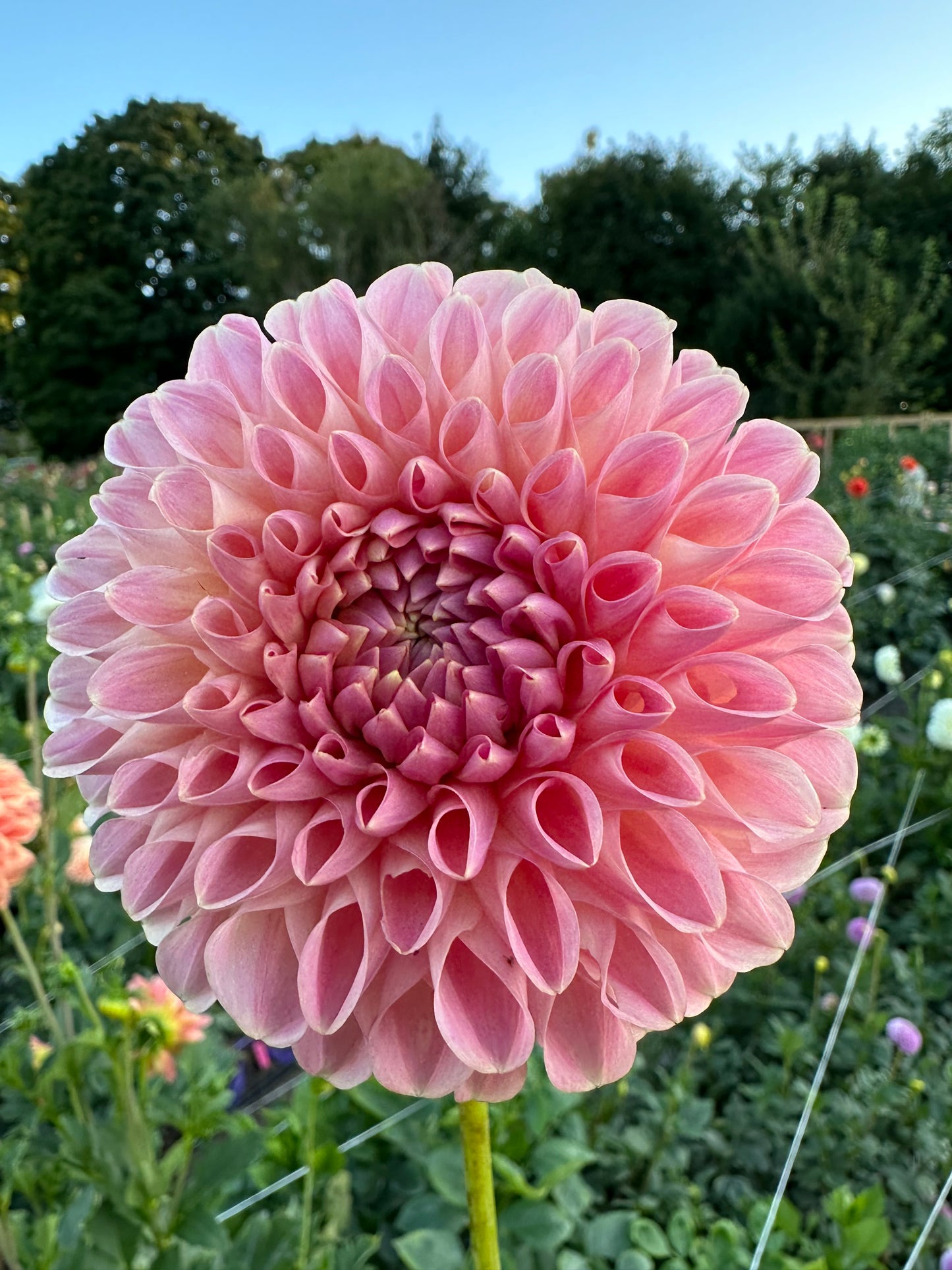 Clearview Peachy - Bulk - 10 Dahlia Tubers
