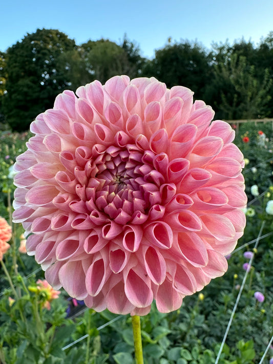 Clearview Peachy - Bulk - 10 Dahlia Tubers