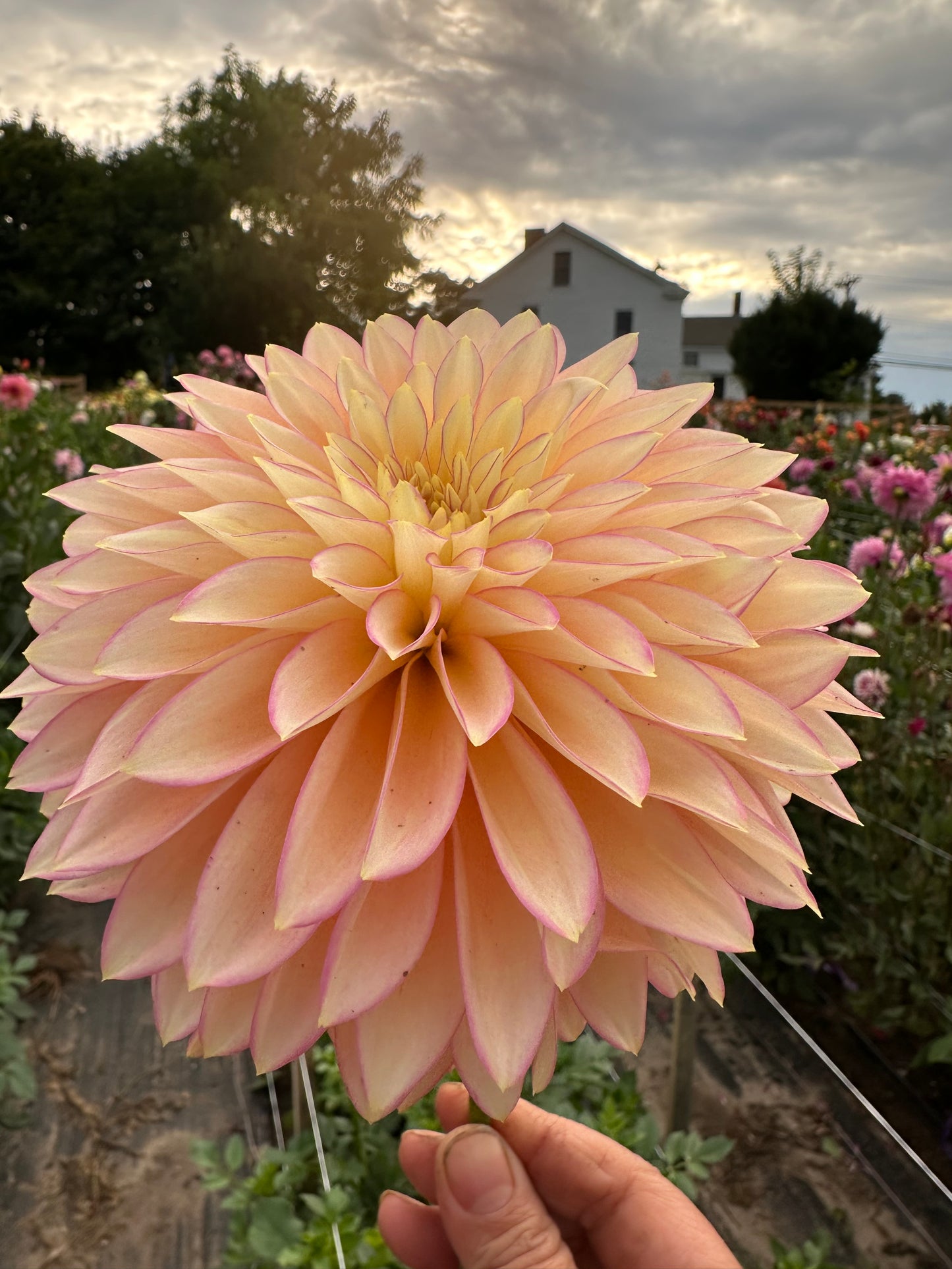 Bloomquist Blush Dahlia Tuber