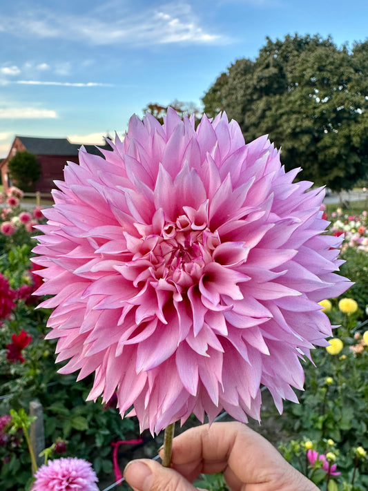 Hollyhill Pinkie Dahlia Tuber