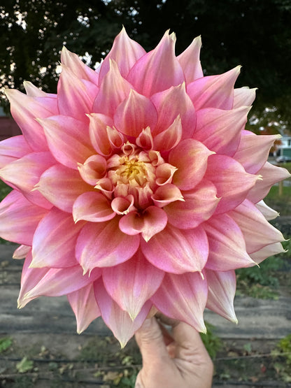 Fairytale Dahlia Tuber