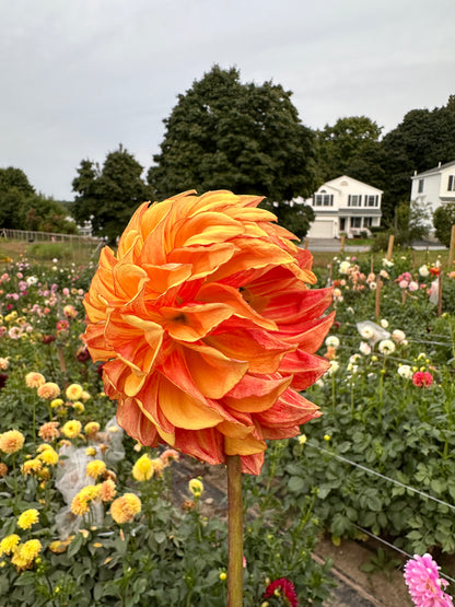 Bloomquist Globe Dahlia Tuber