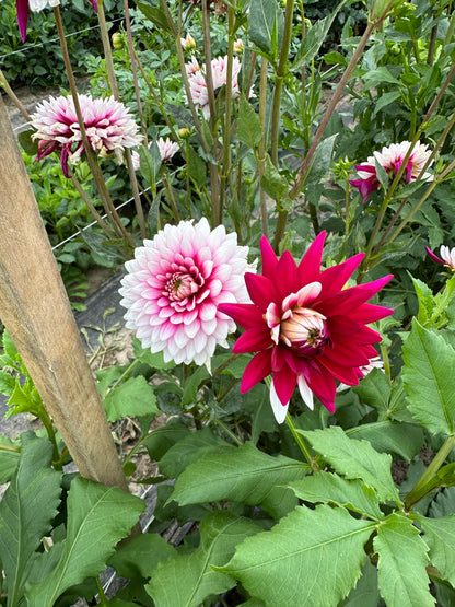Rebecca’s World Dahlia Tuber