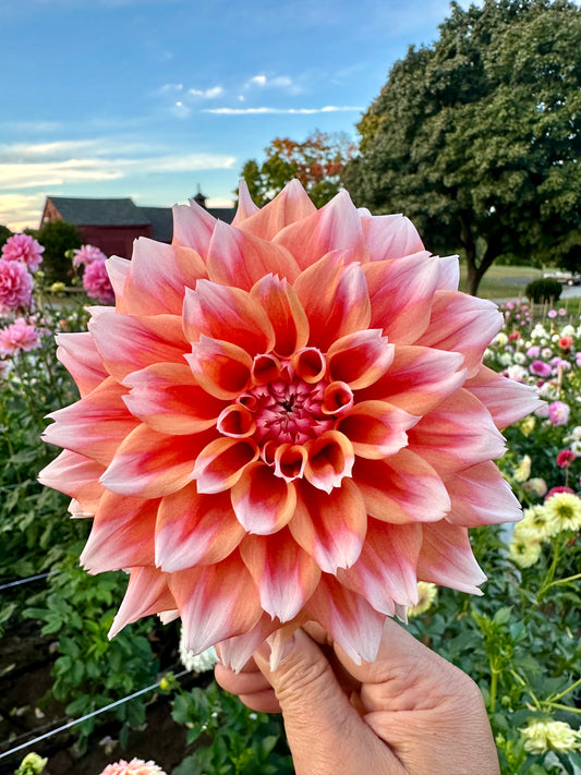 Hollyhill Orange Ice Dahlia Tuber