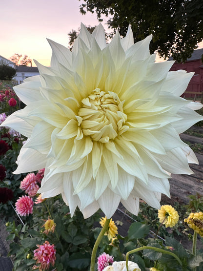Frozen Dahlia Tuber