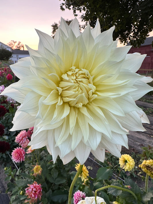 Frozen Dahlia Tuber