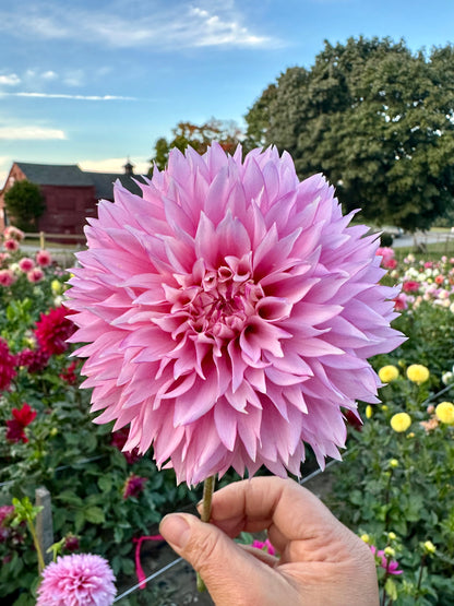 Hollyhill Pinkie Dahlia Tuber
