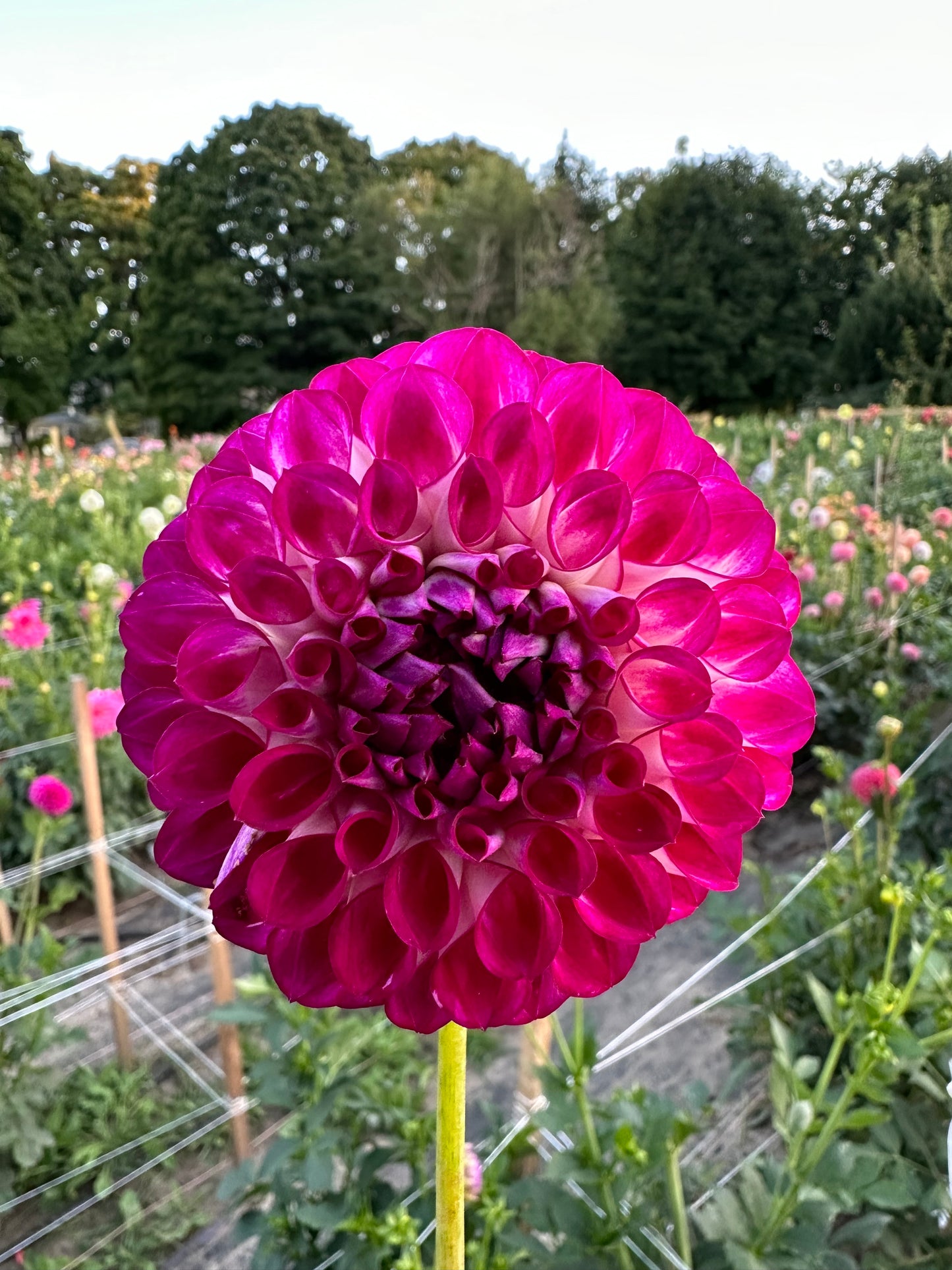 AC Devin Dahlia Tuber