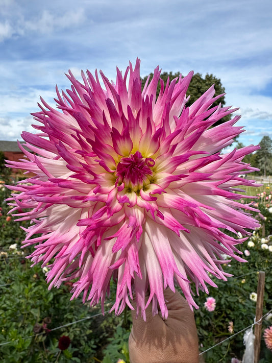 Mak’s Michelle Dahlia Tuber