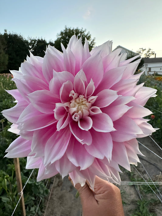 Evanah Dahlia Tuber