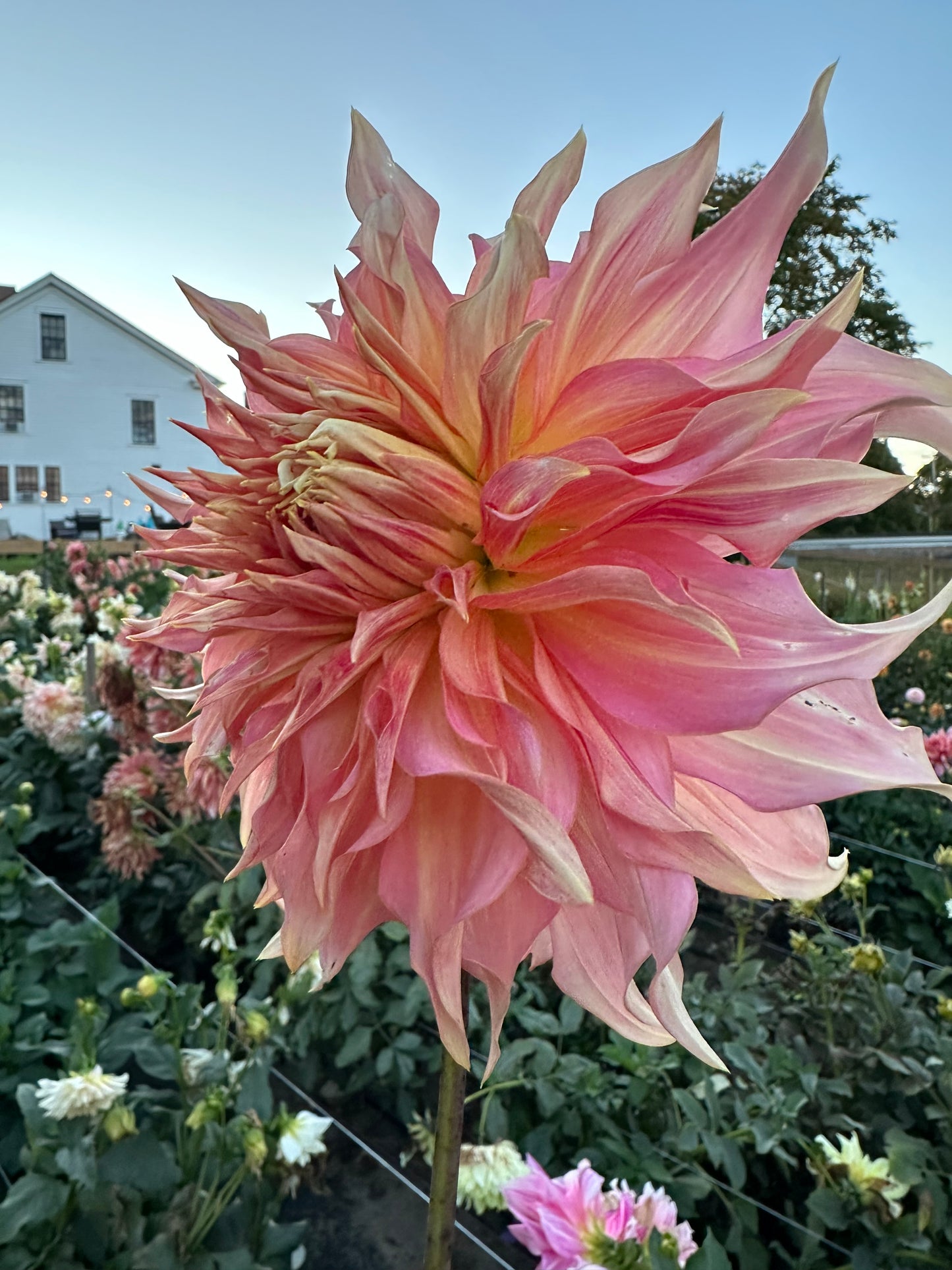 Penhill Watermelon Dahlia Tuber