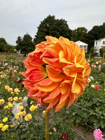 Bloomquist Globe Dahlia Tuber