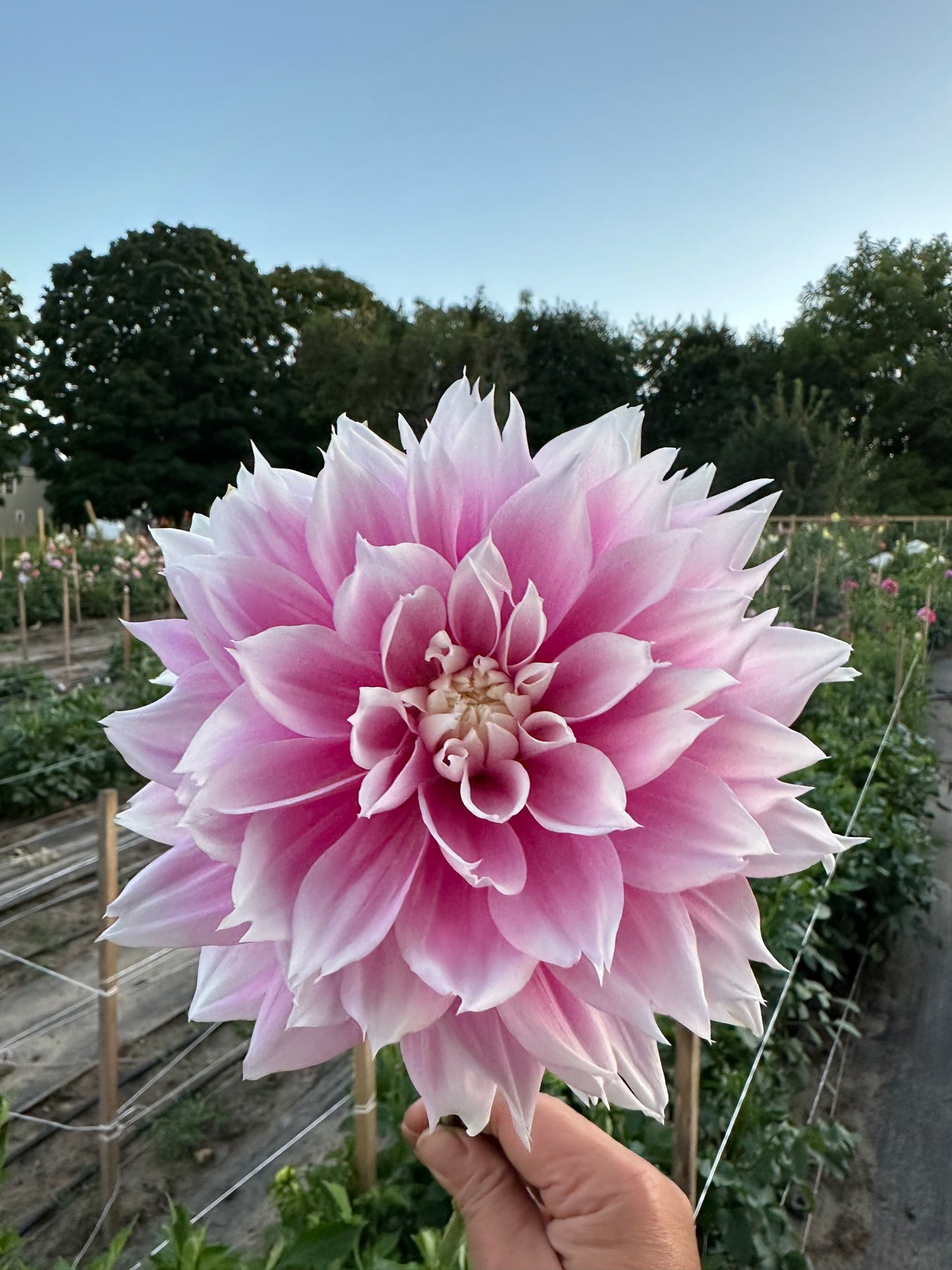 Evanah Dahlia Tuber