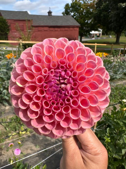 Jowey Winnie Dahlia Tuber