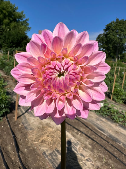 Castle Drive Dahlia Tuber