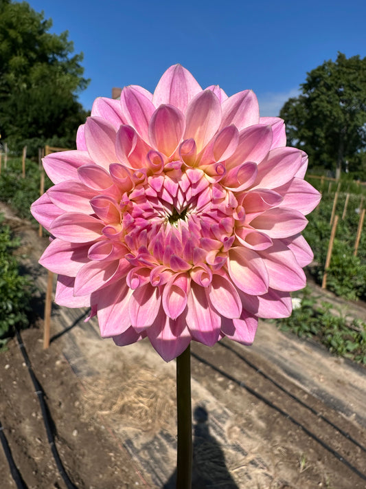 Castle Drive Dahlia Tuber