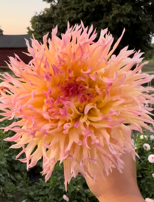 Hapet Perfekt Dahlia Tuber