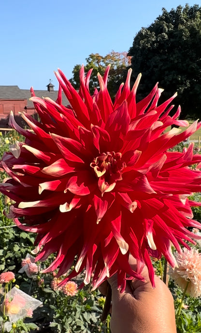 Gregory Stephen Dahlia Tuber