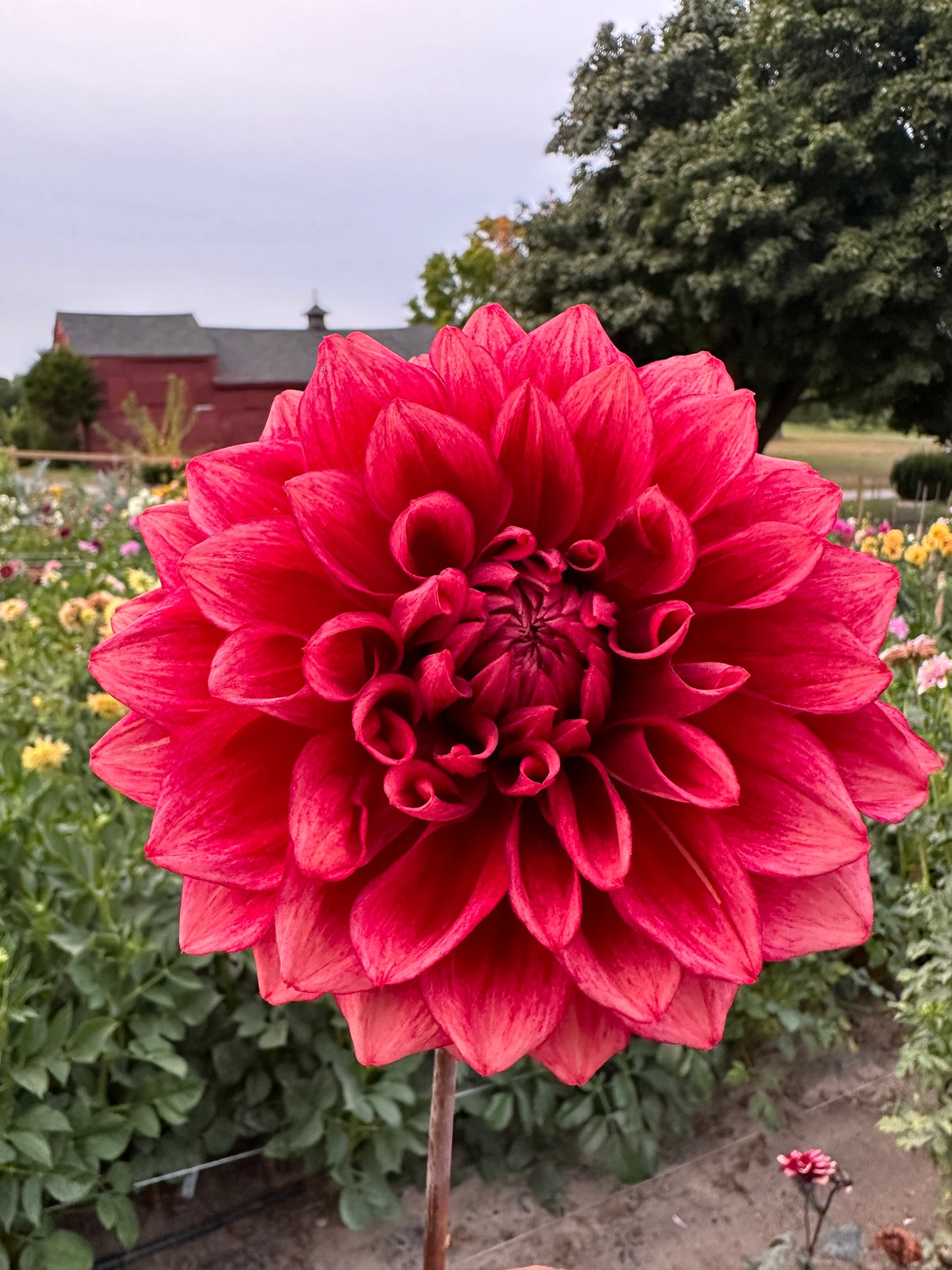 Bloomquist York Dahlia Tuber
