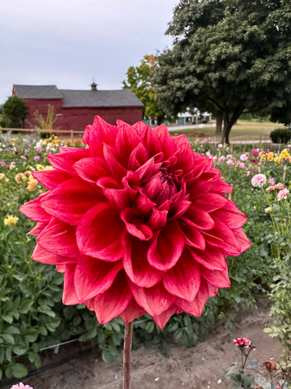Bloomquist York Dahlia Tuber