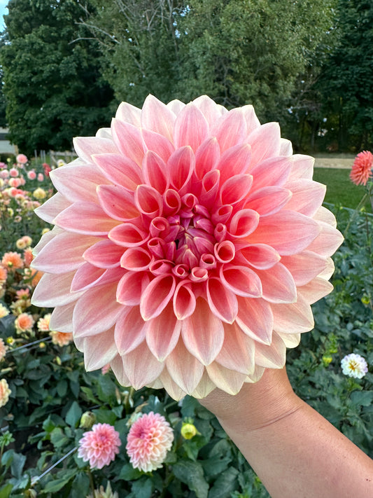Bloomquist Alan Dahlia Tuber