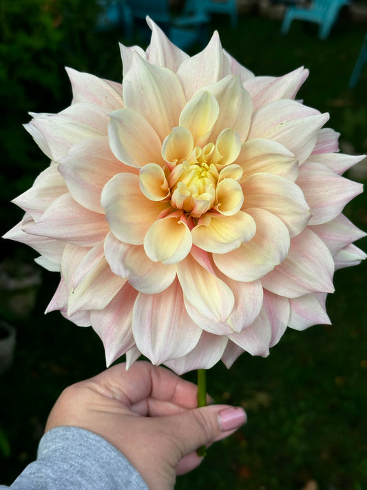 Breakout - Bulk - Dahlia Tubers